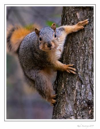 Fox squirrel copy.jpg